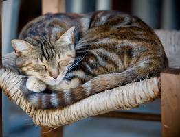 Зачем кошка спит "клубком": это не просто привычка, а сигнал, который нужно знать каждому хозяину