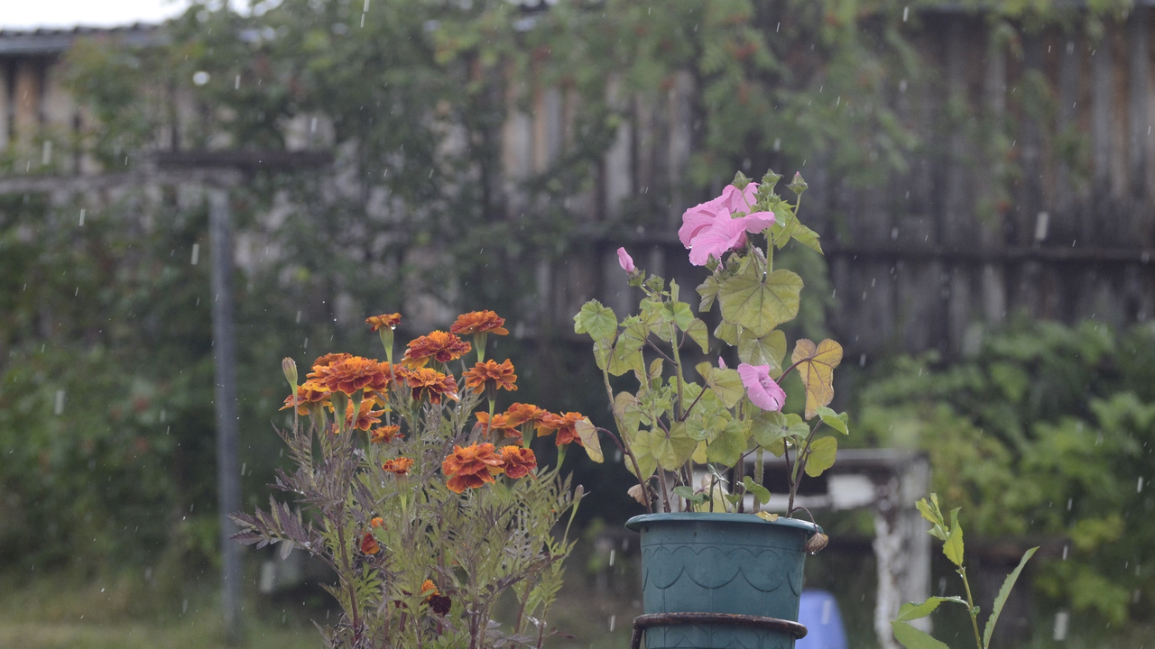 Главная картинка новости: Добавь это в воду для полива декабриста, он вмиг вернет свои цветы и будет осыпать вас красотой круглый год