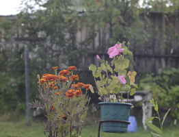 Добавь это в воду для полива декабриста, он вмиг вернет свои цветы и будет осыпать вас красотой круглый год