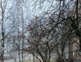 Зима задерживается: теплый циклон определит погоду в Коми на неделе