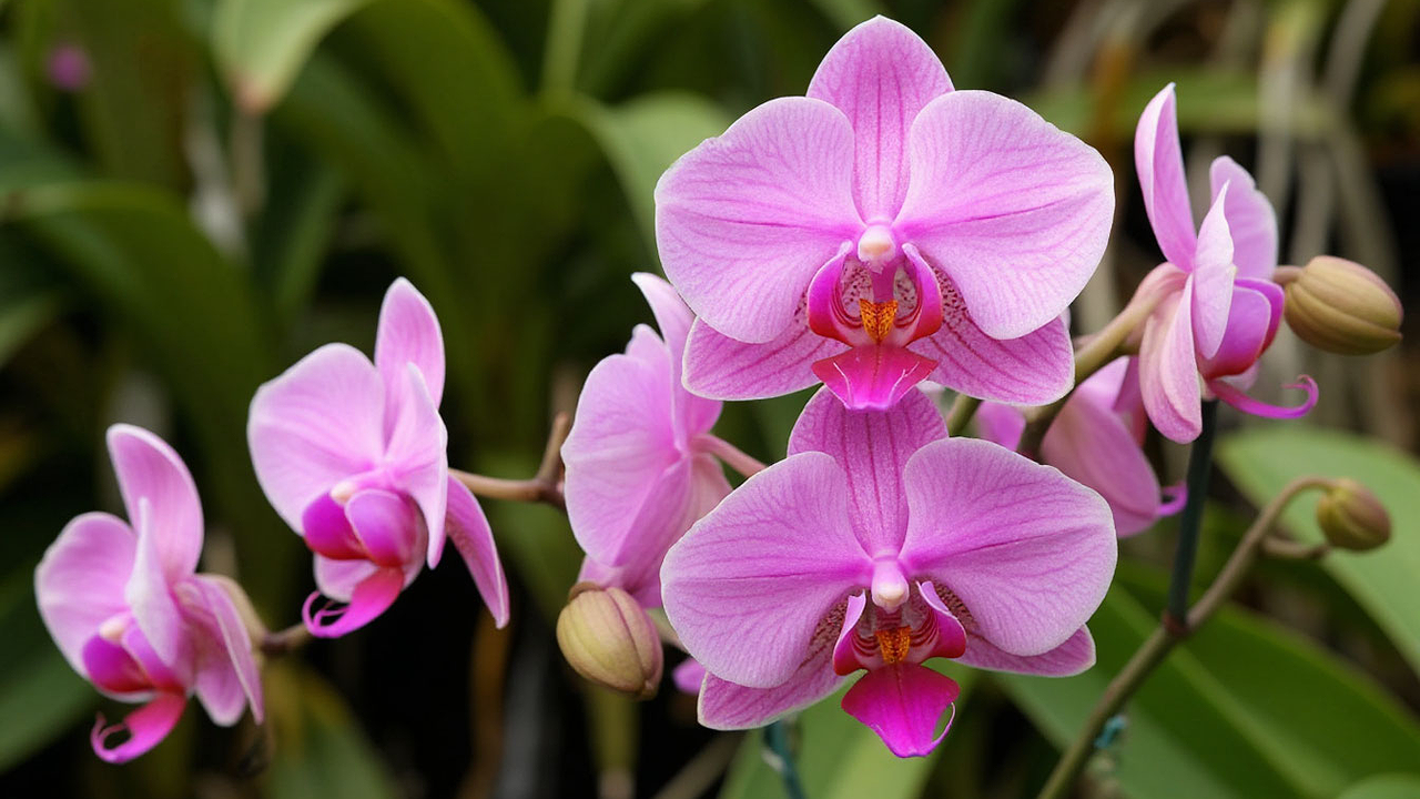 Главная картинка новости: Всем орхидеям в октябре — срочно: капаю три капли в воду — и очнется даже поникший цветонос