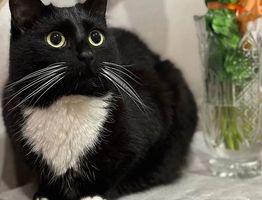 Почему кошка трогает хозяина лапой: тайный смысл этой милой привычки