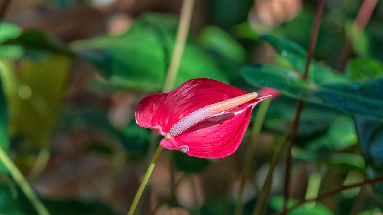 Главная картинка новости: Антуриум вырастет прямо на глазах: фишки ухода, полива и пересадки растения