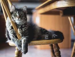 Почему кошка всегда занимает место хозяина на кровати или на стуле - что ее туда так манит?