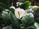 100 гр в воду — и спатифиллум цветет от счастья: выпускает цветоносы без остановки — мощная подкормка для «женского счастья»