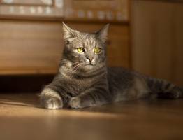 Если кошка вас лижет, не спешите умиляться - специалисты пояснили, зачем питомцы на самом деле так делают