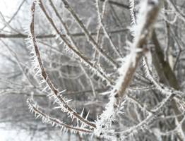 Коми встретит 1 ноября снегом и морозами до -14°C