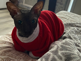 Приметы и суеверия о домашних кошках: что несет удачу, а что – большую беду?