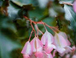 Если декабрист отказывается цвести — киньте одну горсть в кипяток и розовые бутоны полезут «взахлеб»