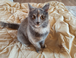 Гоните взашей этого гостя: как кошка показывает вам, кому не стоит доверять