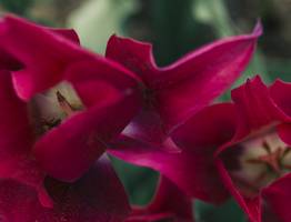 Проведите декабристу чайную церемонию – зимой ошалеете от обильного цветения