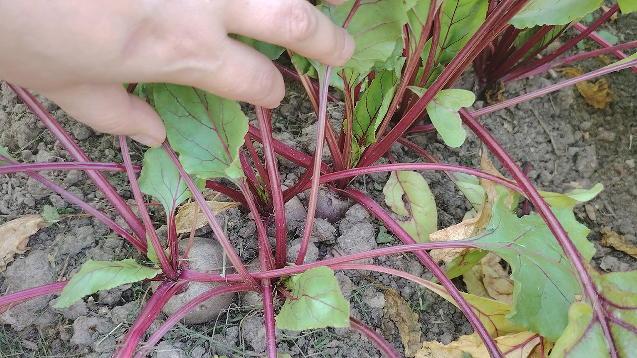 Главная картинка новости: Пять овощей, которые я высаживаю под зиму уже 15 лет - собираю самый ранний урожай на зависть соседям