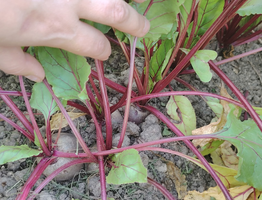 Пять овощей, которые я высаживаю под зиму уже 15 лет - собираю самый ранний урожай на зависть соседям