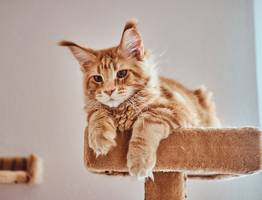 Что кошка на самом деле видит, когда смотрит на человека: должен знать каждый хозяин своего питомца