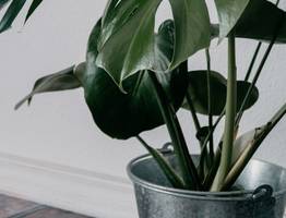 Развожу 1 таблетку в 1 л. воды – и обильно поливаю цветы: спатифиллум, замиокулькас и орхидея бешено прут в рост