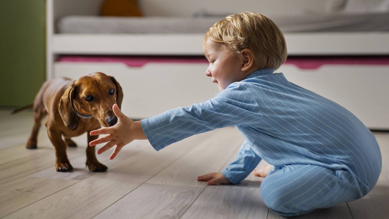 Главная картинка новости: Породы собак, которые не подходят семьям с детьми: полный проводник для родителей