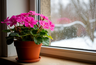 Миниатюра новости: Топ-4 самых красивых комнатных растений: они цветут зимой — красота даже в холода