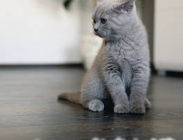 Как подружиться со своей кошкой: восемь научно доказанных способов завоевать её доверие