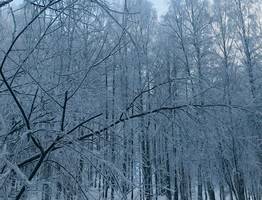 Циклоны принесут в Коми с понедельника погодные качели: от вьюги и -30°C до снега с дождем