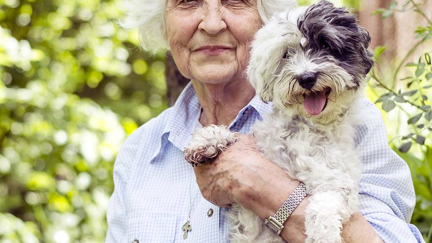 Главная картинка новости: Верные и спокойные: 5 пород собак, которые подарят теплоту и верность пожилым людям