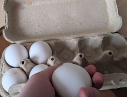 Больше никогда не куплю домашние яйца - и вот почему. Сравнила их с магазинными и чуть не упала