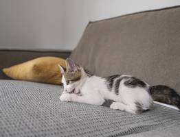 Восемь вещей, которые кошки любят больше всего. Об этом должен знать каждый владелец