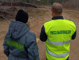 Летательные аппараты обнаружили нарушения карантинных правил в лесных хозяйствах Коми