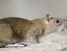 Как мыши выбирают себе дом для зимовки: лучшие способы отпугнуть грызунов на целую жизнь