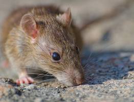 Как мыши выбирают себе и друзьям дом для зимовки: и как изгнать их раз и навсегда