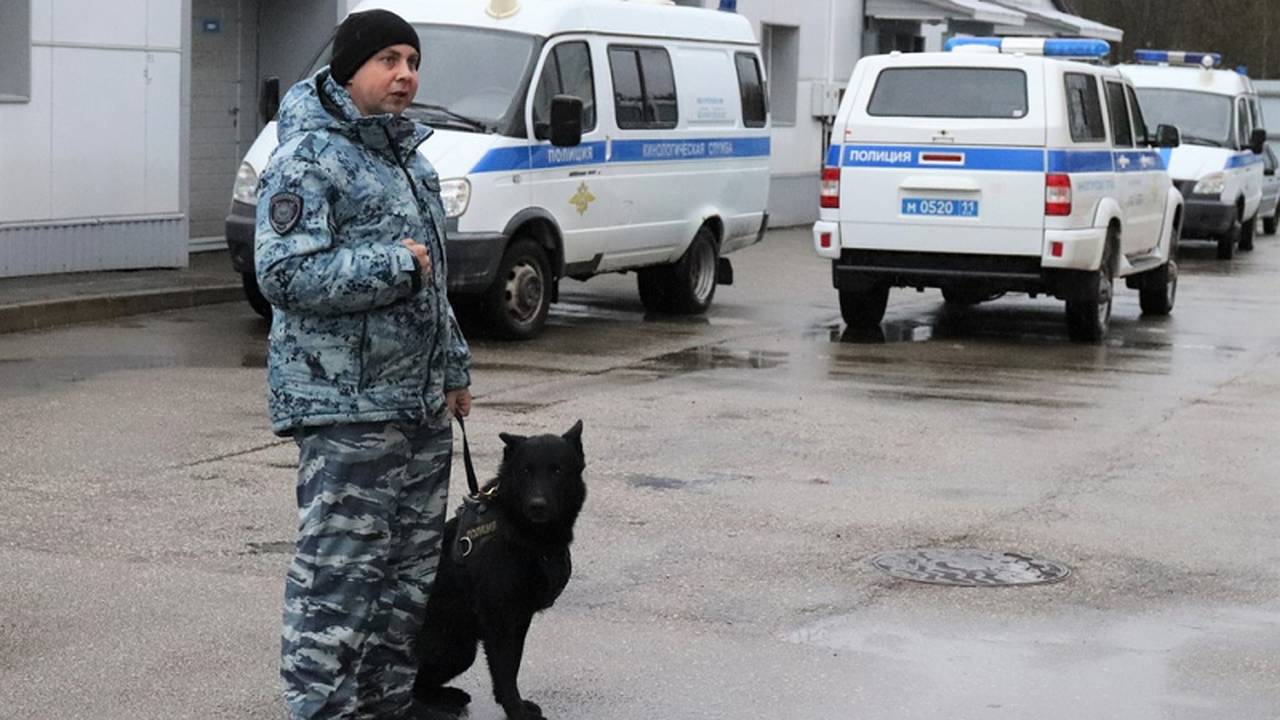 Главная картинка новости: Служебные собаки раскрыли секреты профессии перед школьниками Сыктывкара