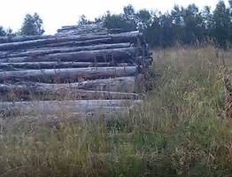 Россельхознадзор оштрафовал фермера в Коми за заброшенные земли