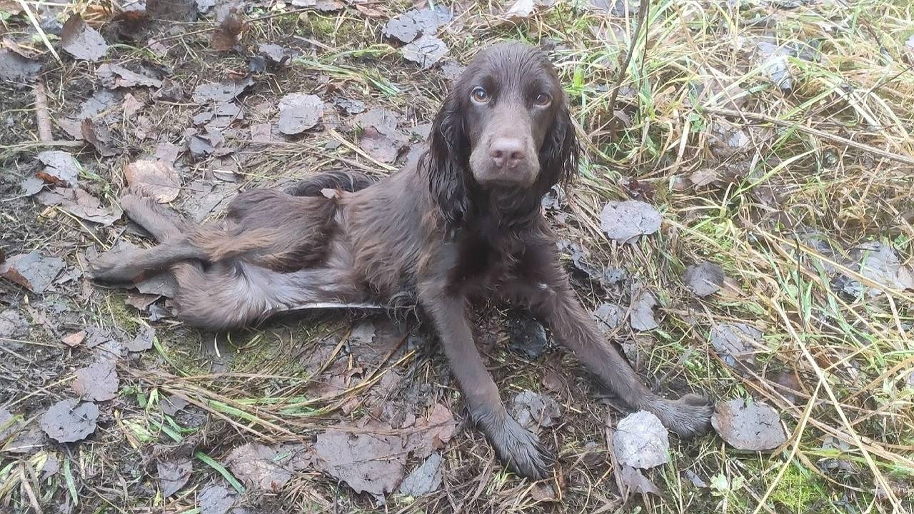 Главная картинка новости: В Коми жительница Удоры ответит по закону за издевательство над питомцем