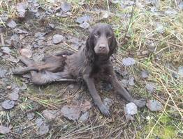 В Коми жительница Удоры ответит по закону за издевательство над питомцем