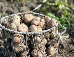 В Коми собрали урожай: валовой объем картофеля упал на 46%, но тепличные овощи показали рост на 14%