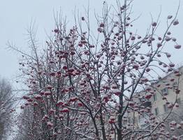 23 ноября в Коми установится зима: на северо-востоке -16°C, а на юго-западе гололед