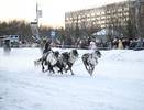 В Коми оленьи упряжки промчались по главной улице Воркуты