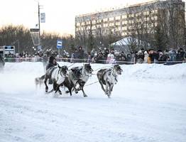 В Коми оленьи упряжки промчались по главной улице Воркуты
