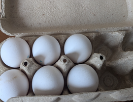 Купил в "Чижике" яйца за 69 рублей — только дома открыл и понял, какие они — честно рассказываю