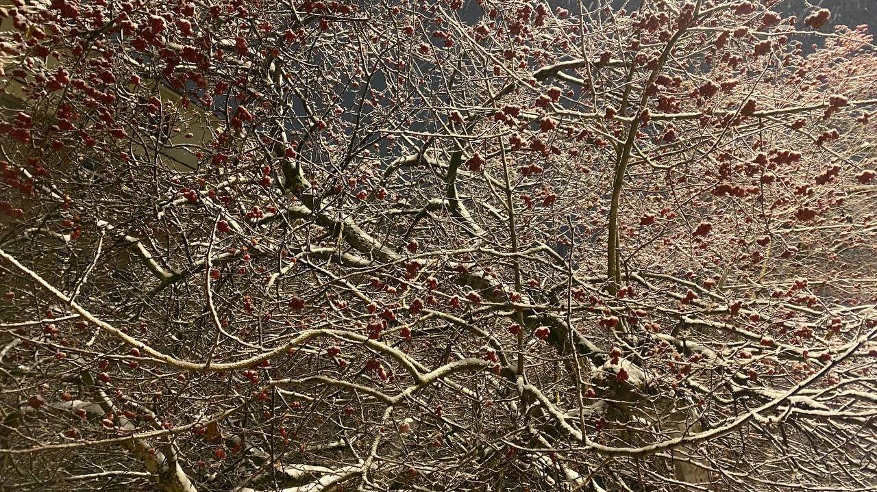 Главная картинка новости: 30 ноября принесет в Коми метель на северо-восток и мокрый снег в остальные районы