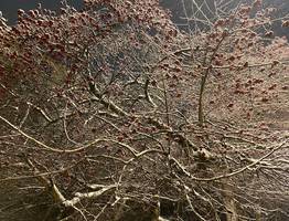 30 ноября принесет в Коми метель на северо-восток и мокрый снег в остальные районы