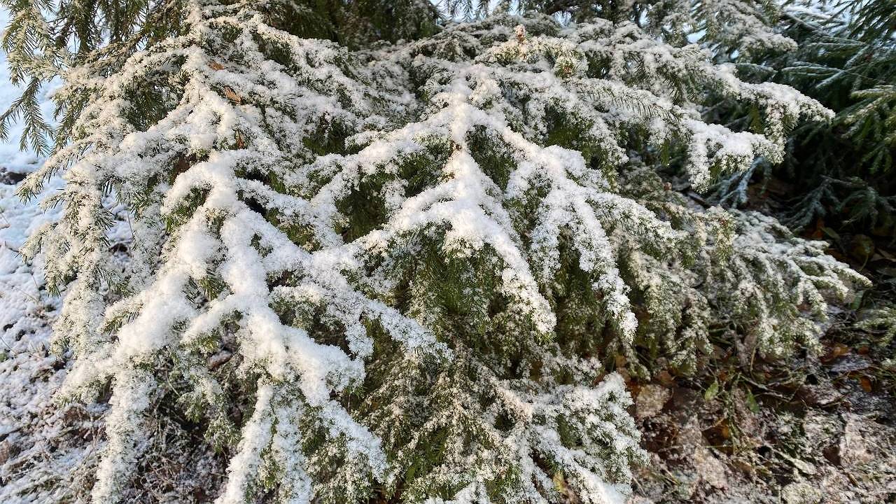 Главная картинка новости: Первая неделя декабря проверит Коми на прочность: температура сменится от +3°C до -30°C