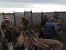 Ветврачи проводят в Коми вакцинацию северных оленей от сибирской язвы
