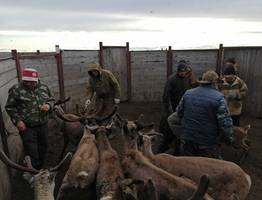 Ветврачи проводят в Коми вакцинацию северных оленей от сибирской язвы