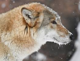 В окрестностях Сыктывкара охотники добыли волка