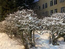 На большей части Коми 7 декабря установятся настоящие зимние морозы