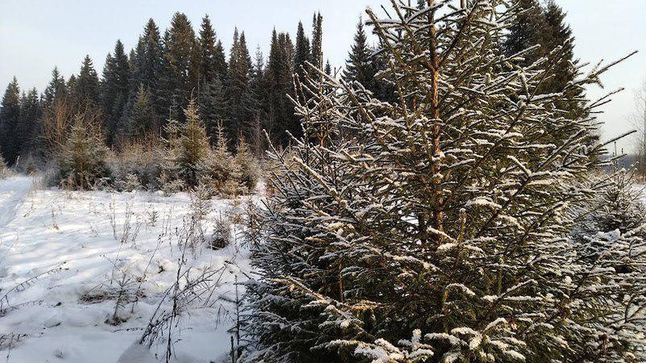 Главная картинка новости: Минприроды Коми пояснило, как легально и недорого обзавестись новогодней елкой