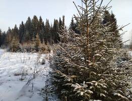 Минприроды Коми пояснило, как легально и недорого обзавестись новогодней елкой