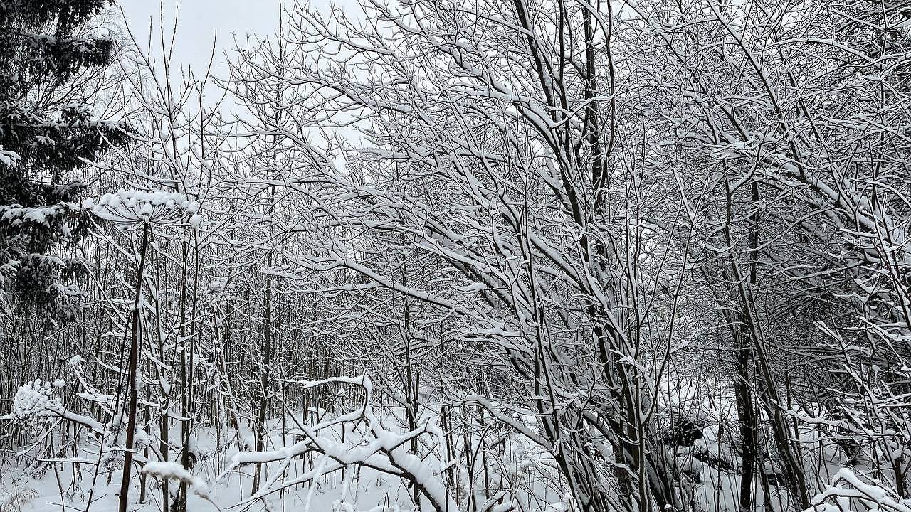 Главная картинка новости: 13 декабря всю Коми ожидает зимний день с легкими морозами и снегом