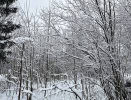 13 декабря всю Коми ожидает зимний день с легкими морозами и снегом