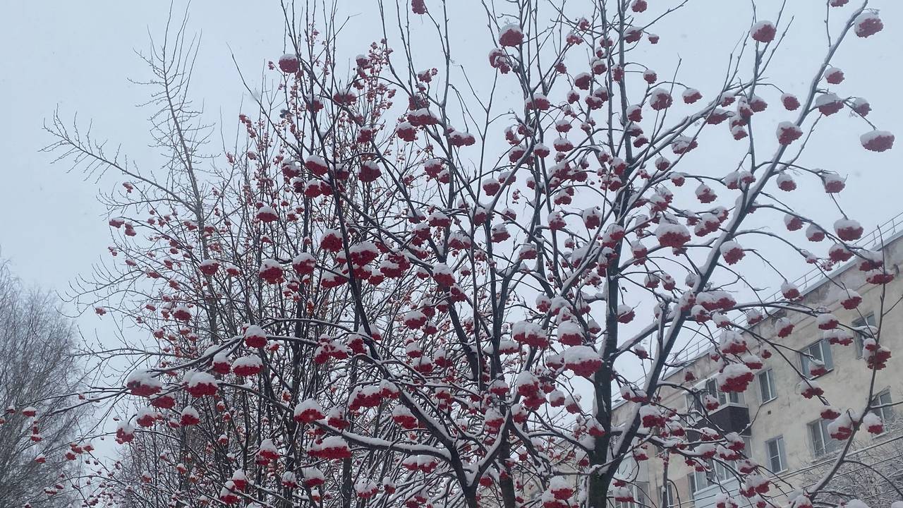 Главная картинка новости: 16 декабря в Коми ночью ударят морозы до -28°C, днем ожидается потепление